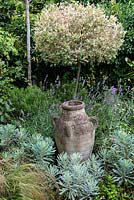A decorative urn growing amongst lavender and euphobia in front of a Salix 'Hakuro Nishiki' standard.