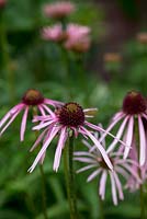 Echinacea pallida, pale pink, daisy-like flowers appear from July to September. The unusual, reflexed petals are much more slender than those of the more common Echinacea purpurea