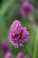 Allium sphaerocephalon, a drum stick allium which produces egg-shaped flowerheads on tall slender stems from mid to late summer.