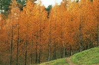 Metasequoia glyptostroboides AGM large plantation in autumn colour, November