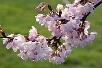 Prunus hirtipes, February