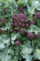 Broccoli 'Purple Sprouting Early' 