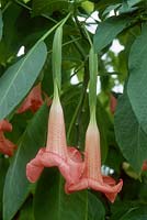 Brugmansia x candida - Ecuador pink