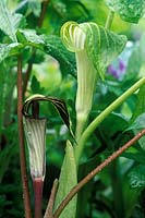 Arisaema triphyllum - Jack in the pulpit in flower - Cambridge Botanical gardens, May