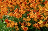 Erysimum cheiri bedder series - orange wallflower