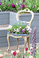 Second hand classic chair on a terrace decorated with Violets and Muscari. Tulipa Merlot, Fritillaria persica and Hyacinthus orientalis 'Woodstock' planted around the wooden bench in front of the verandah.
