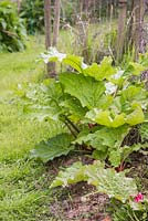 Rhubarb 'Timperley Early', growth development 