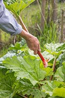 Harvesting Rhubarb 'Timperley Early'