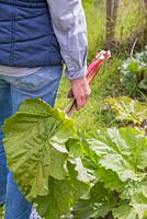 Woman carrying harvested Rhubarb 'Timperley Early'