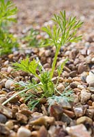 Eschscholzia californica self seeded in gravel