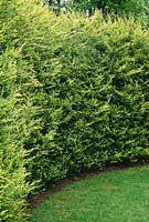 Curved hedge of x cupressocyparis leylandii 'castlewellan' - leyland cypress - Hughes Hall, Cambridge, May