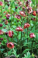 Geum rivale - water avens in flower at Cambridge Botanical Gardens 