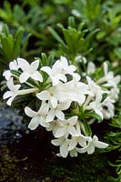 Daphne arbuscula subsp arbuscula f albiflora in flower may