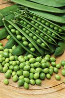 Pisum sativum 'Holliday' pods and peas on chopping board, June