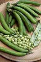 Broad bean 'Medei' pods and beans on chopping board