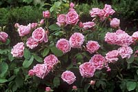 Rosa 'Madame Knorr' AGM - Damask Portland Rose - pink flower, June 