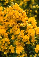 Ulex europaeus 'flore pleno' - double-flowered gorse - close-up, May yellow shrub