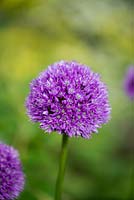 Allium 'Purple Sensation', ornamental onion, flowers in spring and early summer.