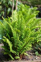 Dryopteris filix-mas, male fern, a semi-evergreen fern with 'shuttlecocks' of elegantly arching, upright, green fronds that rise from crowns of brown-scaled rhizomes.