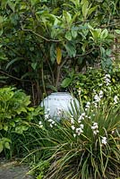 Large ceramic pot nestles into border beneath loquat, and edged in white sisyrinchium, camellia bush and Fatsia japonica.