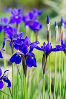 Iris sibirica 'Caesar's Brother', a rhizomatous herbaceous perennial preferring moist soil.