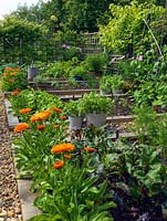 The vegetable garden growing beetroot, carrots, onions, runner beans, salad leaves and herbs, with calendula as a companion plant to attract beneficial insects.