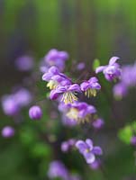 Thalictrum 'Elin', a tall Meadow-rue with lacy blue-green foliage. Excellent in a woodland garden.