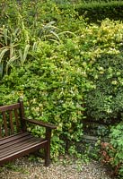 Lonicera japonica 'Halliana'. Scented climber beside garden seat in sunken garden with Phormium cookianum 'Tricolor' and Hebe albicans