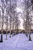 Betula - birch avenue in winter, snow on ground, December 