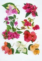 Bougainvillea, clockwise from white flower - 'jennifer fernie', b. x buttiana 'louise wathen', 'vera blakeman', b. glabra, 'turkish delight', 'isabel greensmith', 'brilliance variegata', 'san diego red', b. x buttiana 'enid lancaster'