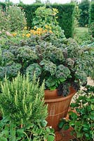 Curly kale in large terracotta container in kitchen garden, august the vicarage, East Ruston