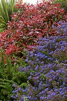 Ceanothus 'Puget Blue' and Photinia x fraseri robusta with young red foliage