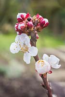 Prunus armeniaca - Blossom of Apricot 'FlavourCot'. 