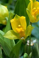 Lycaste aromatica - scented orchid