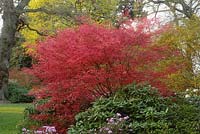 Acer palmatum 'Shishio Improved' spring foliage, April
