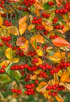 Crataegus persimilis Prunifolia berries 