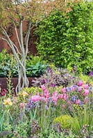 Amelanchier underplanted with Tulipa 'Caresse', Iris, Tree Peony, Verbascum and clipped Buxus sempervirens - Constraining Nature Garden, Gold and Best Festival Garden, RHS Malvern Spring Festival 2015