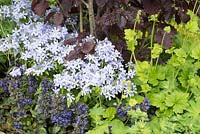 Phlox divaricata 'Blue Perfume' with Ajuga reptans 'Caitlin's Giant', Corylus maxima 'Purpurea' and Tellima grandiflora - Beating the Blues, RHS Malvern Spring Festival 2015