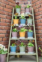 Selection of Primula auricula on display