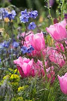 Tulipa 'Caresse' - adopted by Ucare - Constraining Nature Garden - Gold and Best Festival Garden, RHS Malvern Spring Festival 2015