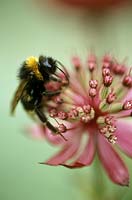 Close up of bee with black and orange striped coat, feeding on pink flower of Astrantia - masterwort, June.