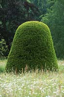 Dome shaped taxus - yew topiary in meadow, Madingley Hall, Cambridge.