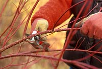Cornus - pruning a long red stem back to a side shoot