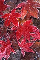 Frosted leaves of Acer palmatum 'Osakazuki' 