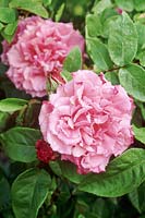 Rosa 'Zephirine Drouhin' - Bourbon rose, pink flowers, June
