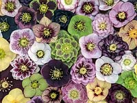 Floating in water, the latest Ashwood Garden hybrid hellebores, winter flowering perennials in different colours and forms - single, double, anemone-centred, picotee.