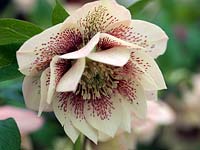 Helleborus x hybridus Ashwoods Garden Hybrids, an apricot double form of hellebore with maroon spotting, a perennial flowering from winter.