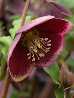 Helleborus x hybridus Ashwoods Garden Hybrids, hellebore, a refined, round, single form with maroon petals edged in light pink. A perennial flowering from winter.