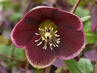 Helleborus x hybridus Ashwoods Garden Hybrids, hellebore, a refined, round, single form with maroon petals edged in light pink. A perennial flowering from winter.