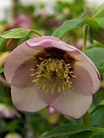 Helleborus x hybridus Ashwoods Garden Hybrids, hellebore, a pale pink, rounded, bowl-shaped single form with maroon inner markings and nectaries. Winter flowering perennial.